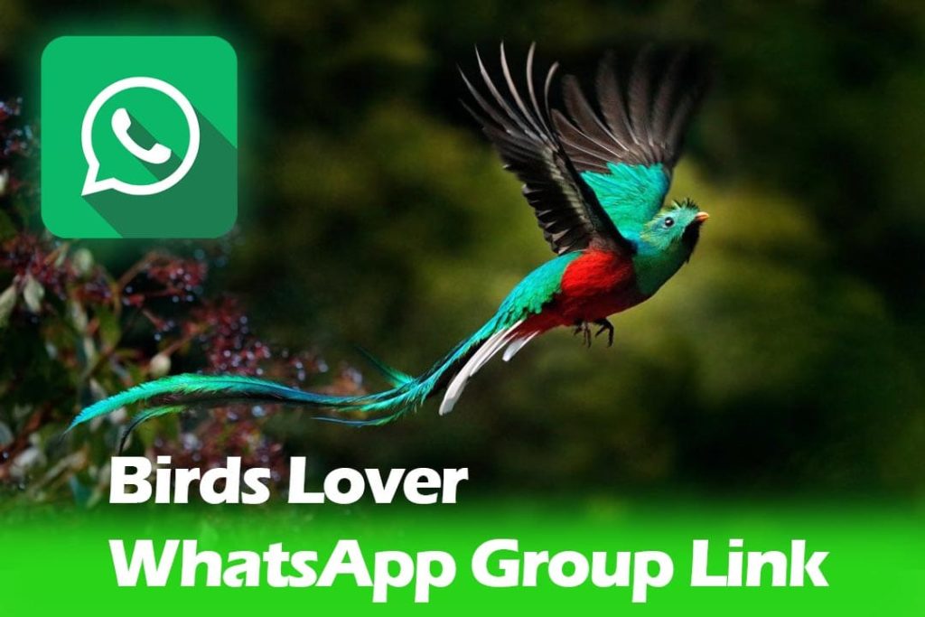 Birds Lover WhatsApp Group link