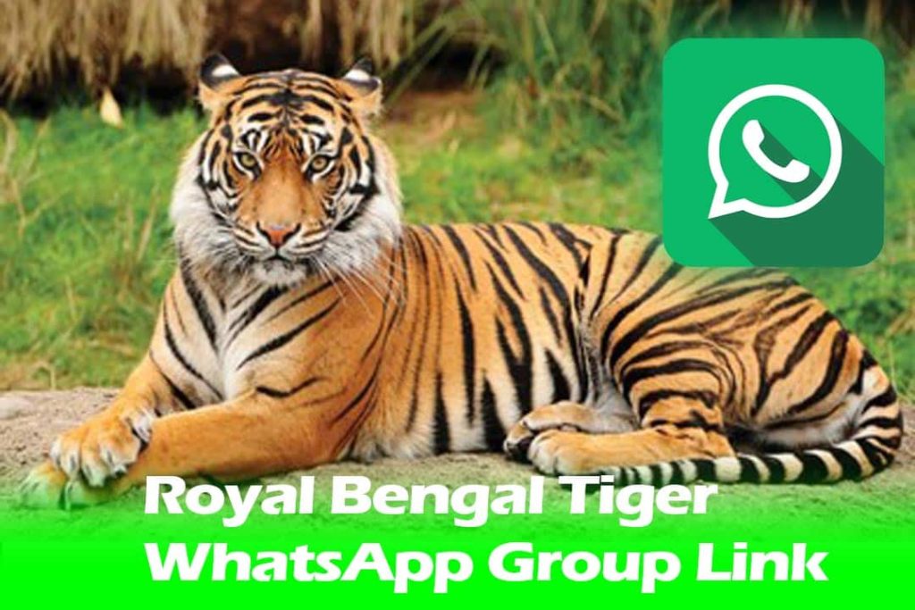 Royal Bengle Tiger WhatsApp Group Link