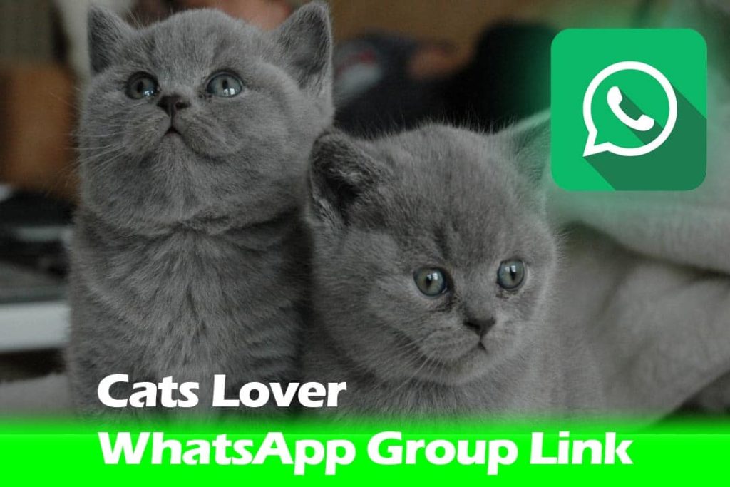 Cats Lover WhatsApp Group Link